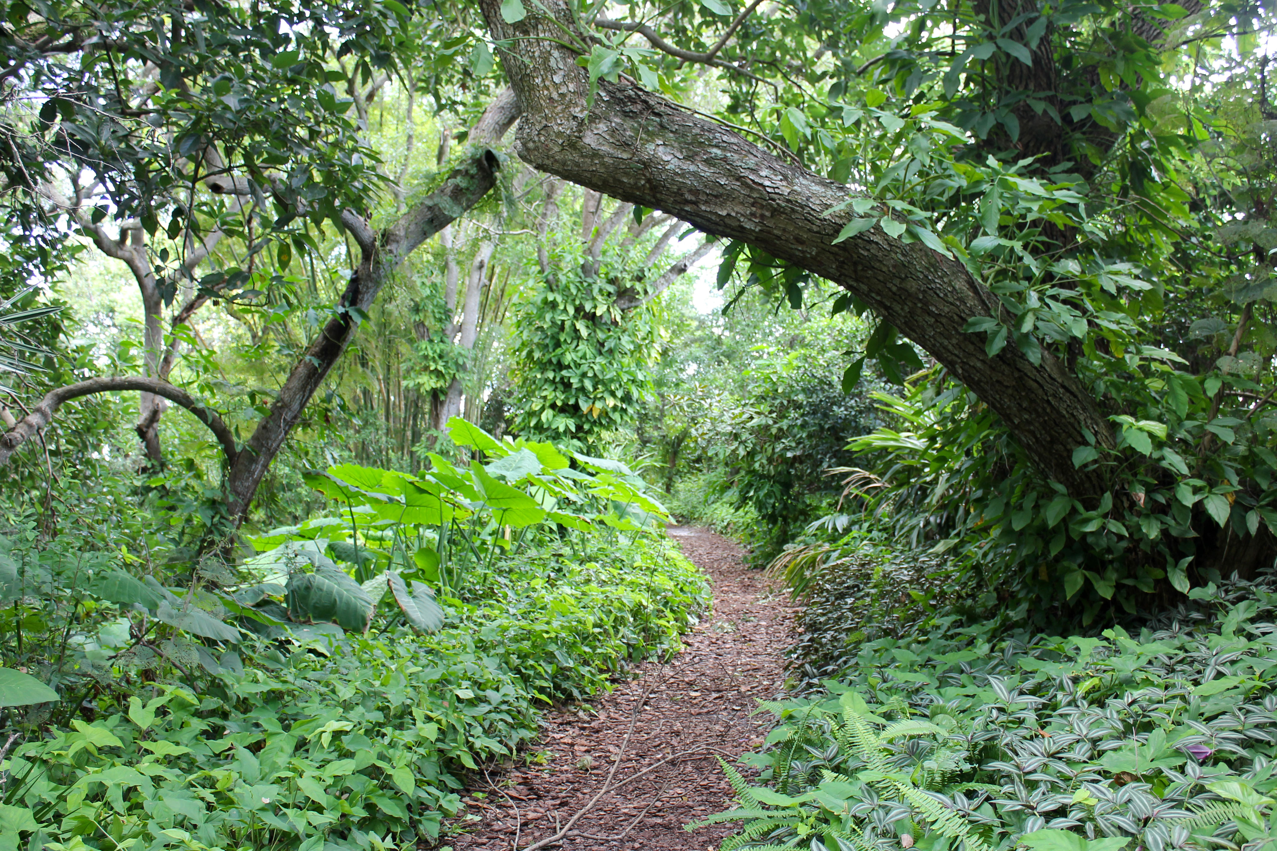 A large tree extends over the walking path in Nature Park