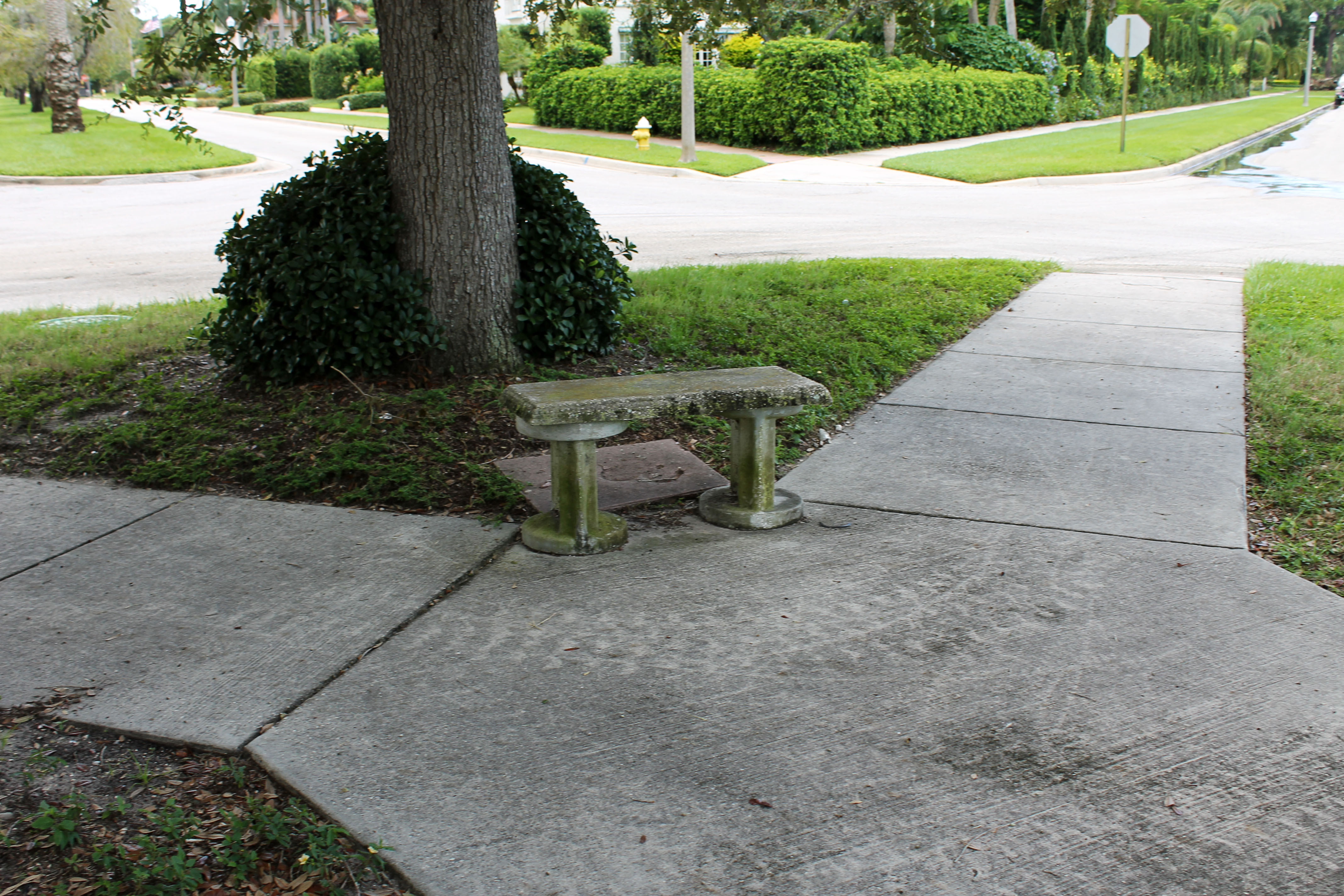 A concrete bench in Palmview Park that sits under a tree and on a sidewalk