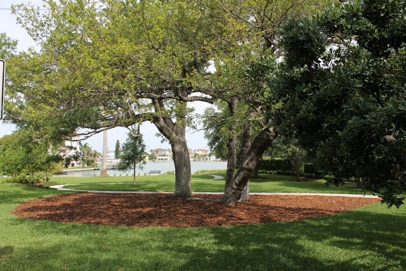 Oak tree in a circle of red mulch in Winston Park