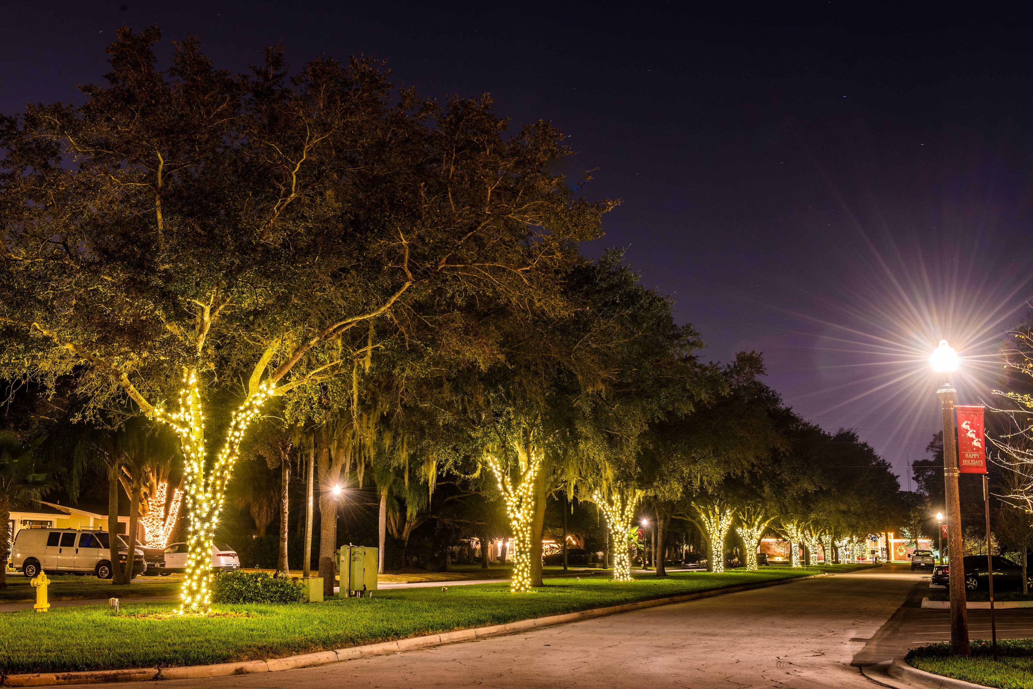 Oak trees along The Mall lit up with white lights for the holiday season