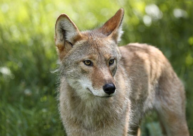 A brown coyote stands in green grass