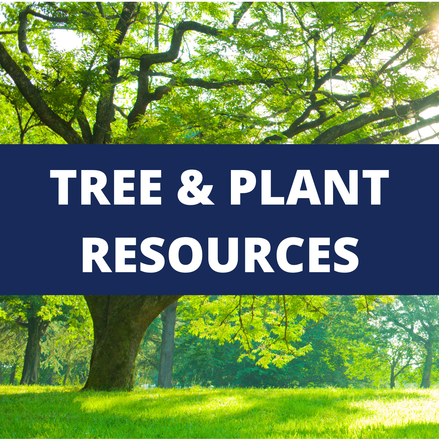Redirect to Tree & Plant Resources 