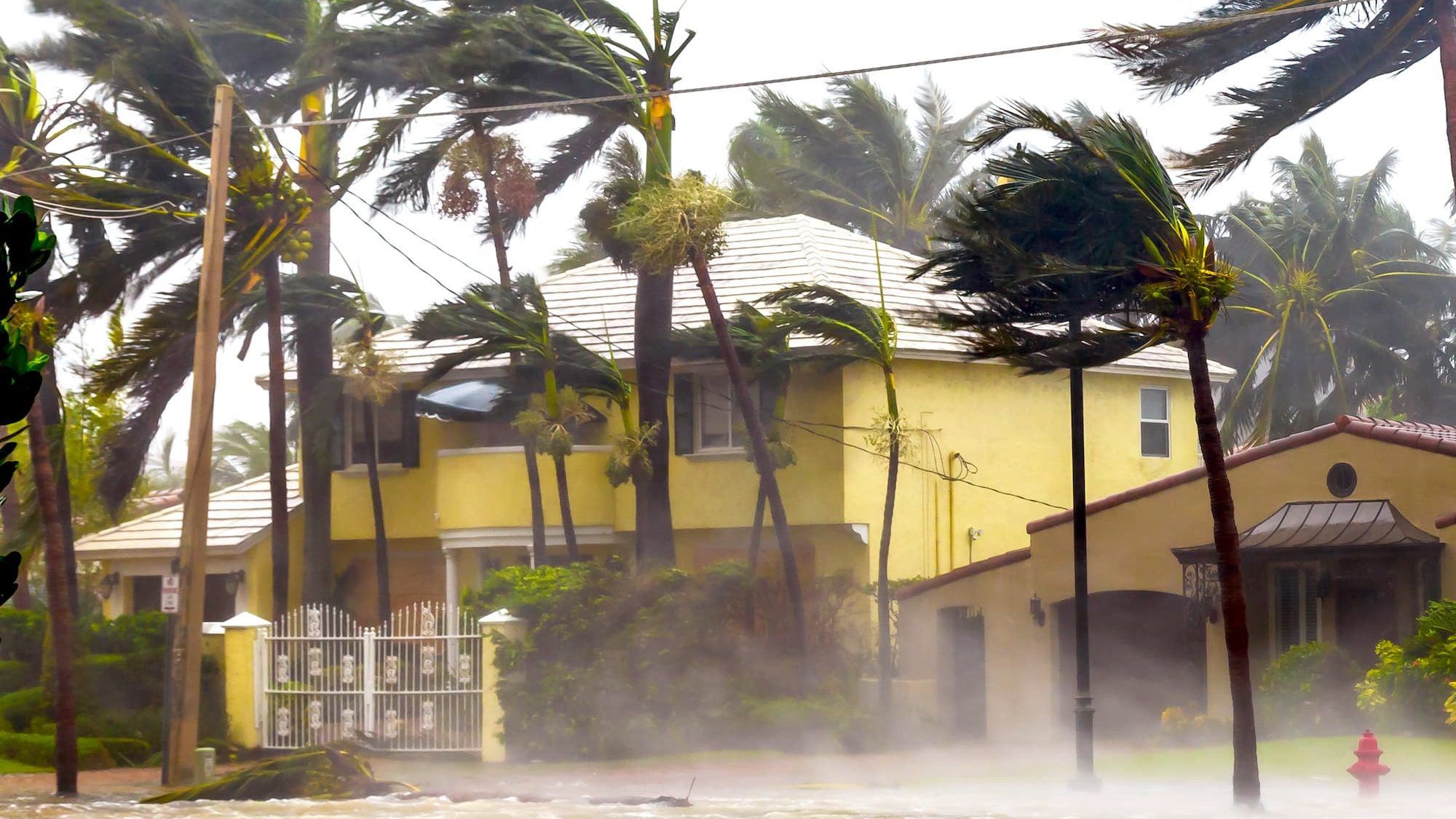 Several palm trees are pictured, blowing in strong storm winds, in front of a bright yellow house.