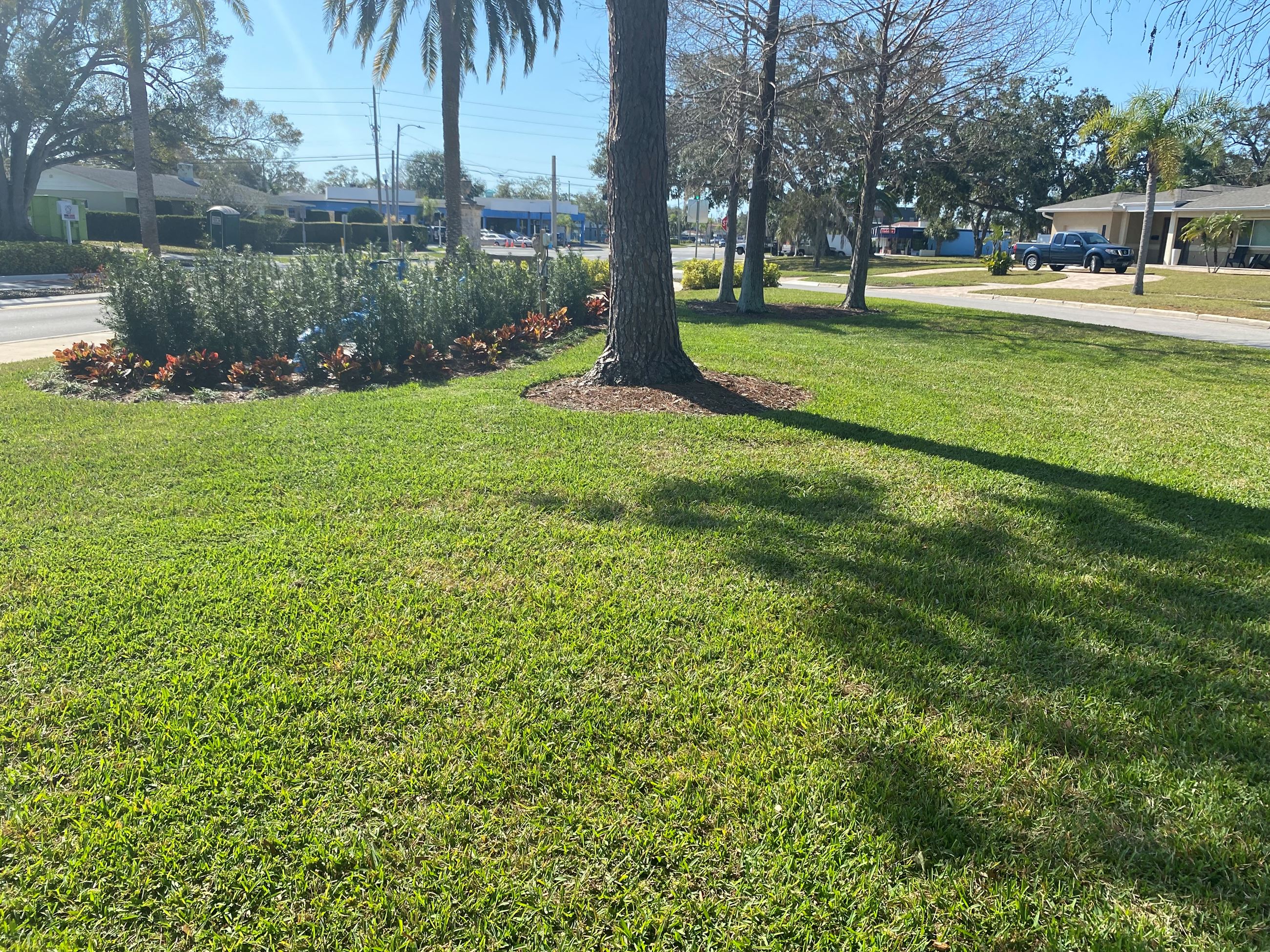Decorative landscaping featuring podocarpus plants is seen beside a tall tree in Magnolia Park.