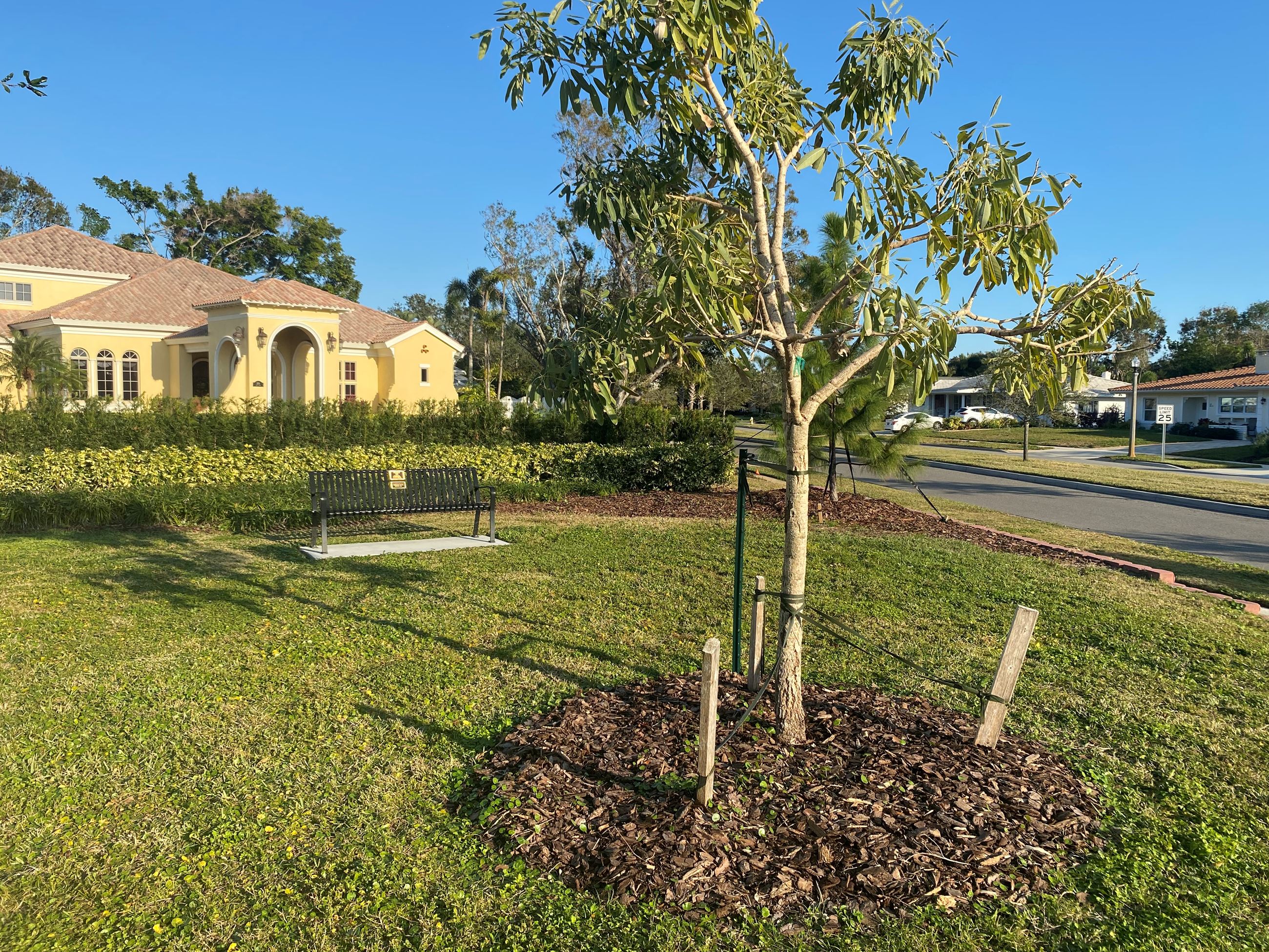 A bench sits beside a small tree in Pine Park