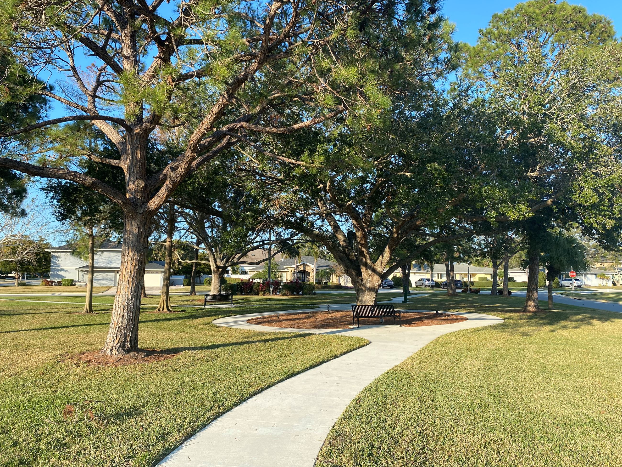 A winding sidewalk leads to a black bench beneath a large tree in Pinellas Park